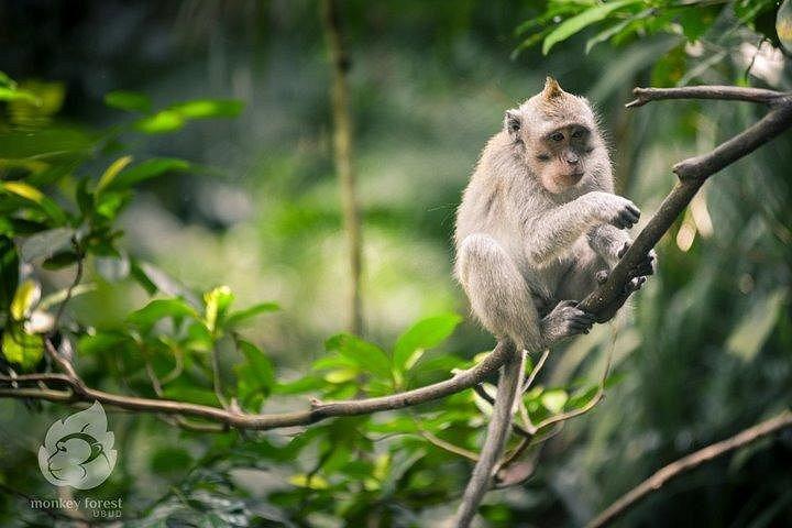 REAL Bali Swing with Ubud MonkeyTour