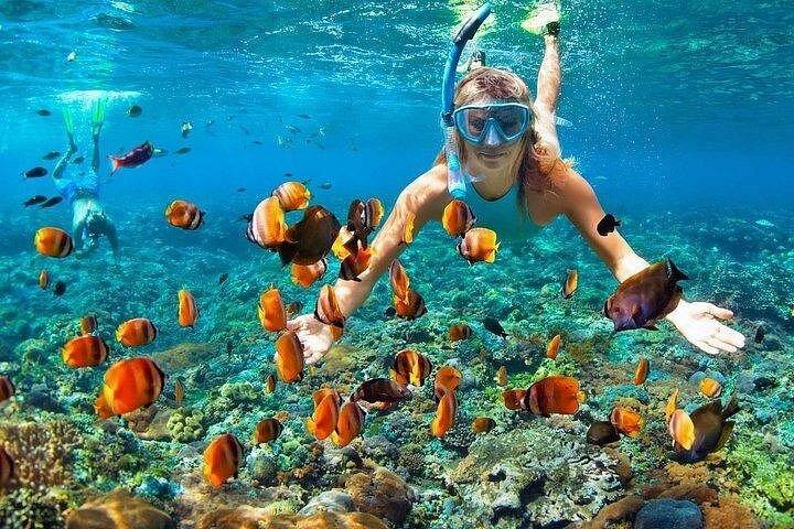 Ras Mohamed & White Island Snorkeling or Scuba Diving trip