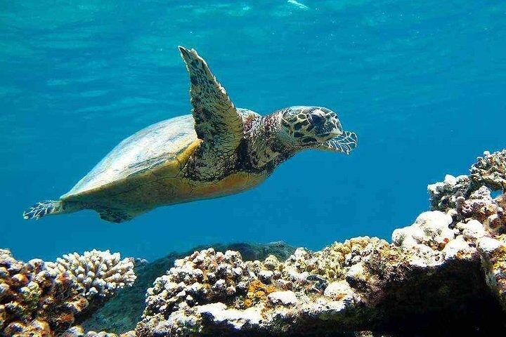 Plongée en apnée avec des dugongs et des tortues sur Marsa Mubarak