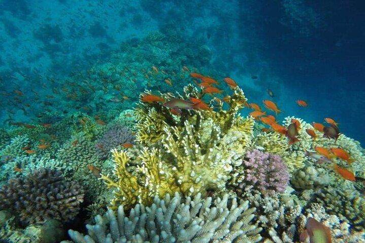 Plongée en apnée avec des dugongs et des tortues sur Marsa Mubarak