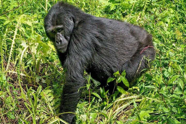 3-dages Gorilla Trekking safari i Bwindi Impenetrable Forest