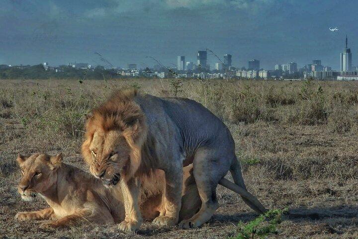 Private Half Day Tour in Nairobi National Park
