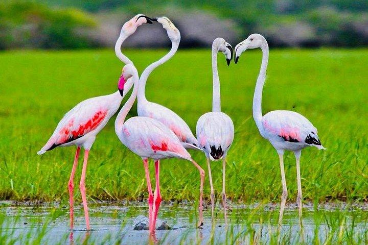 ヤーラ国立公園サファリとラグジュアリーテントキャンプエラから