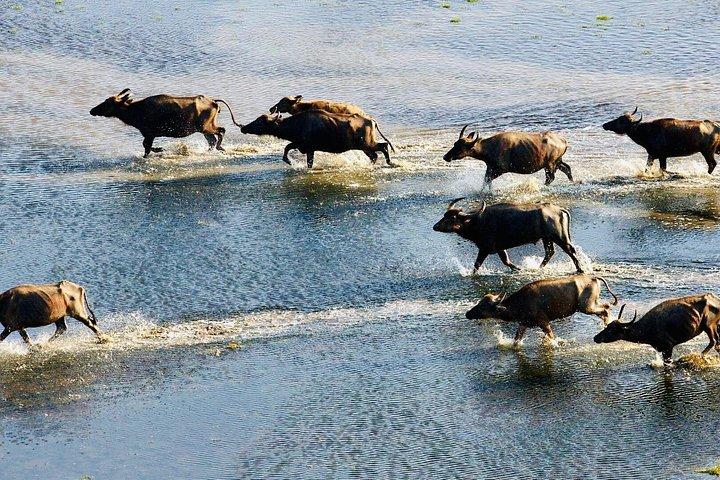ヤーラ国立公園サファリとラグジュアリーテントキャンプエラから