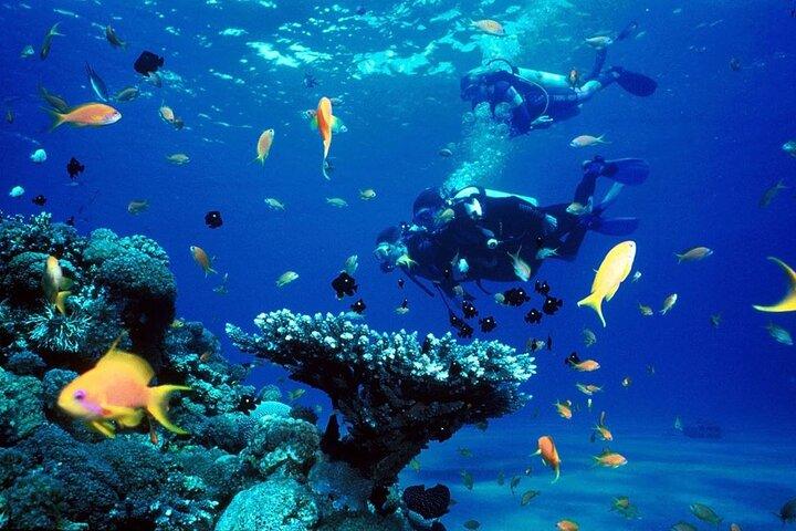 Duikavontuur op het Punta Cana-rif Ontdek onderwaterwonderen