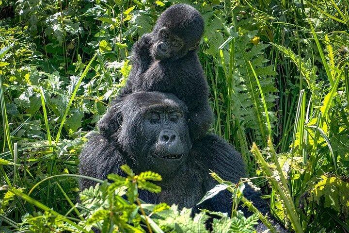 6 dages Uganda og Tanzania Safari (Serengeti og Bwindi)