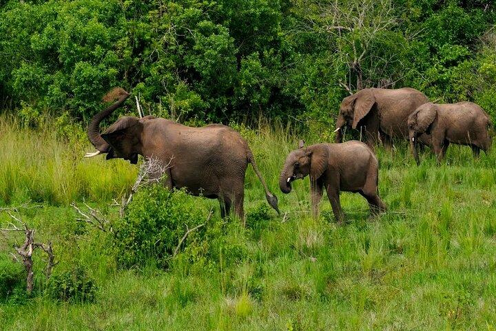 10-dages Uganda Gorillaer og Chimpanse Wildlife Discovery