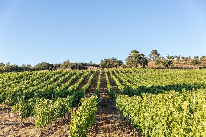 Weinprobe in der Quinta das Murgas