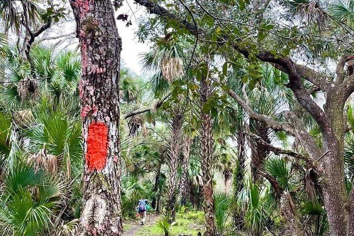 Escursione guidata di un giorno attraverso il selvaggio Backcountry della Florida.