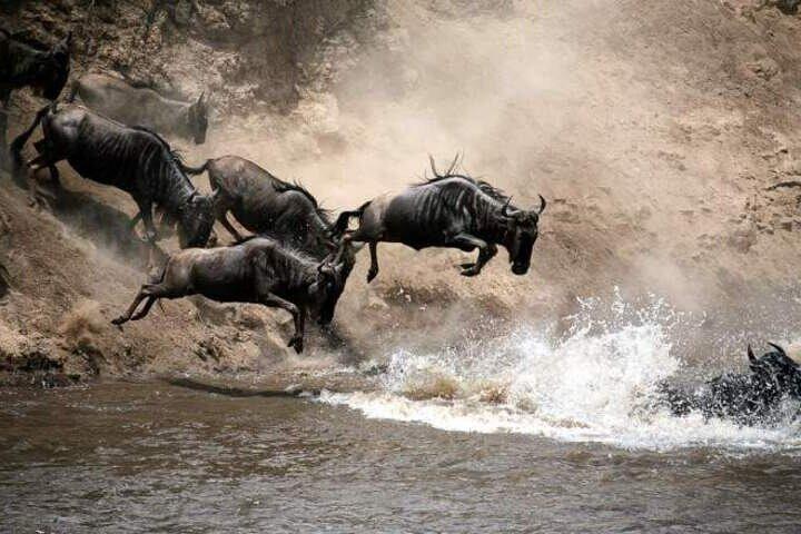5 day Masai Mara, Lake Nakuru and Lake Naivasha Safari