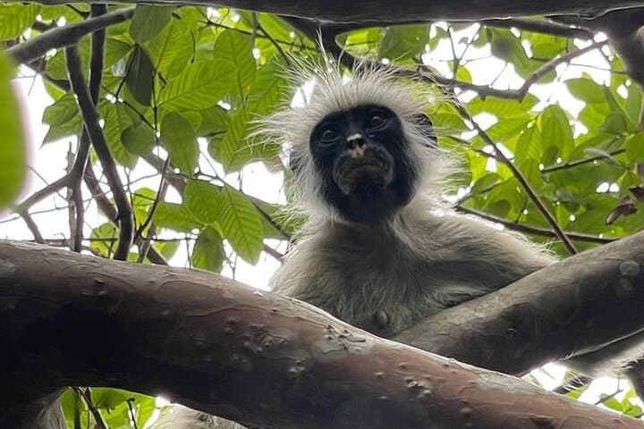 Zanzibar: Jozani Forest and Prison island Guided Tour