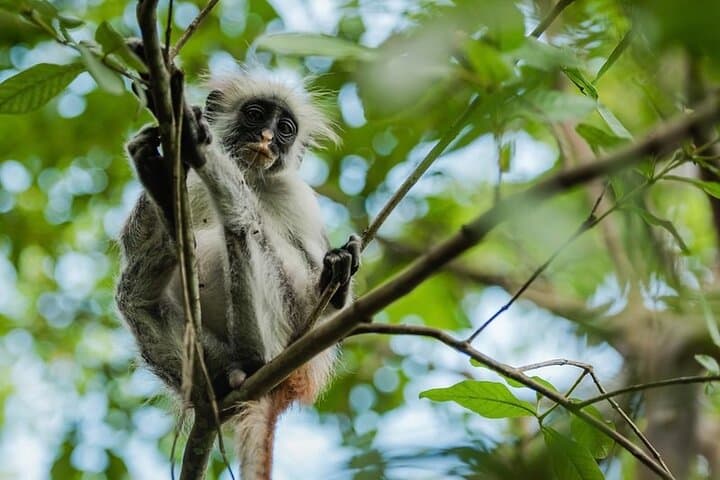 Zanzibar: Jozani Forest and Prison island Guided Tour