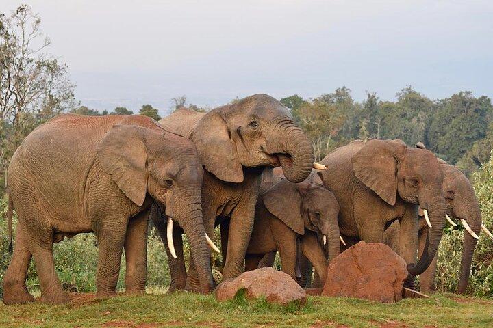 9 giorni del meglio del Kenya Wildlife Safari su un fuoristrada