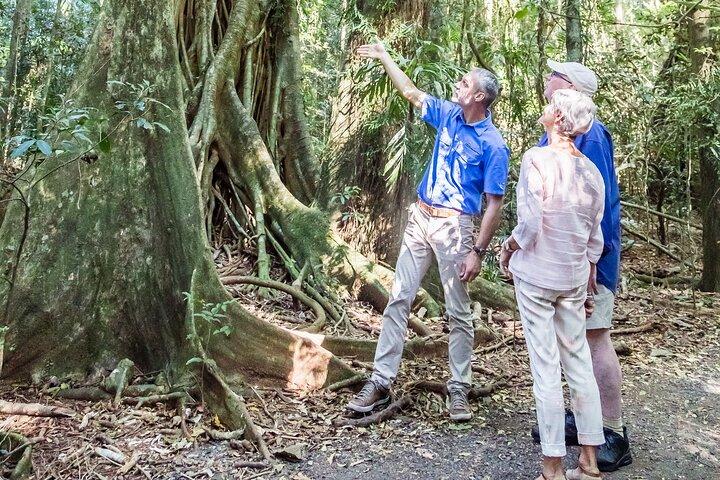 Scenic Hinterland Guided Day Tour Inc Almoço, degustações de Noosa