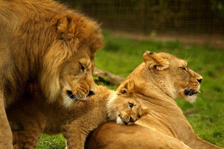 4 Days Masai Mara and Lake Nakuru Camping Safari on 4x4 Jeep