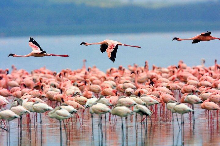 4 Days Masai Mara and Lake Nakuru Camping Safari on 4x4 Jeep