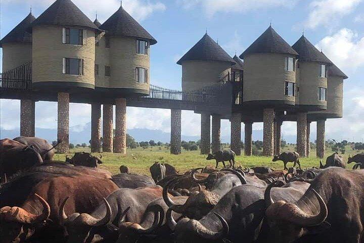 2-tägige Taita Hills- und Saltlick-Safari-Tour ab Diani Beach