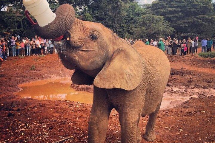 Visite de l'orphelinat des éléphants et du parc national de Nairobi