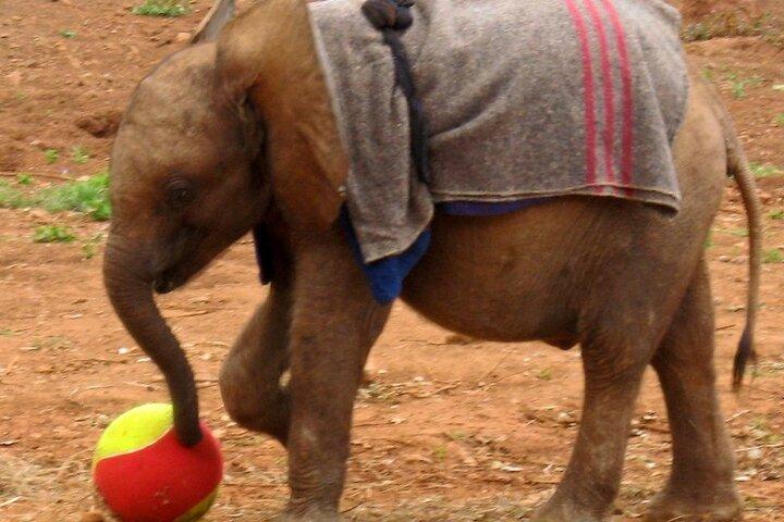 Tour Elephant Orphanage och Nairobi National Park