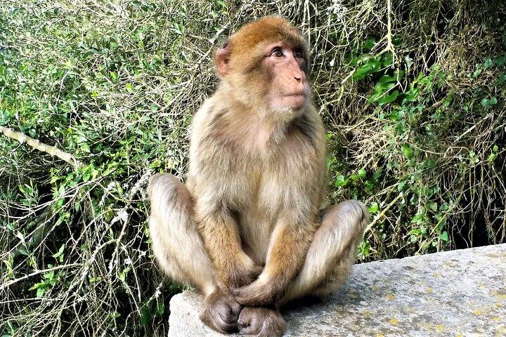 Viagem privada em Gibraltar e Estepona saindo de Marbella