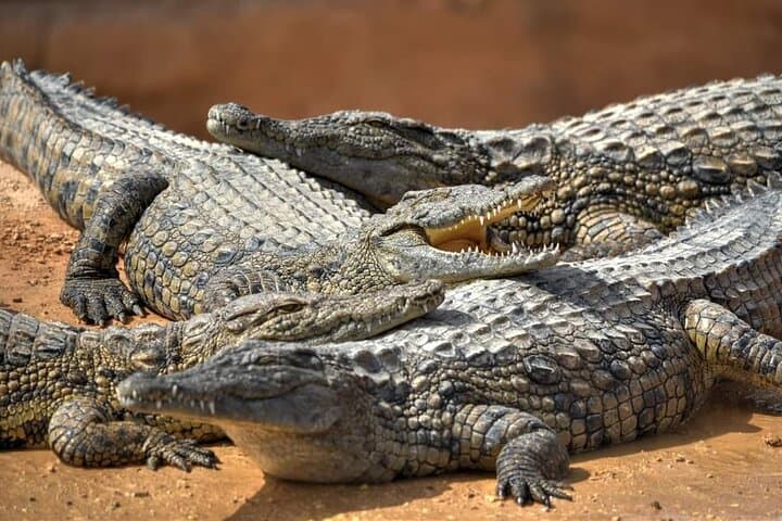 Agadir Crocoparc tickets & optional goats climbing trees.