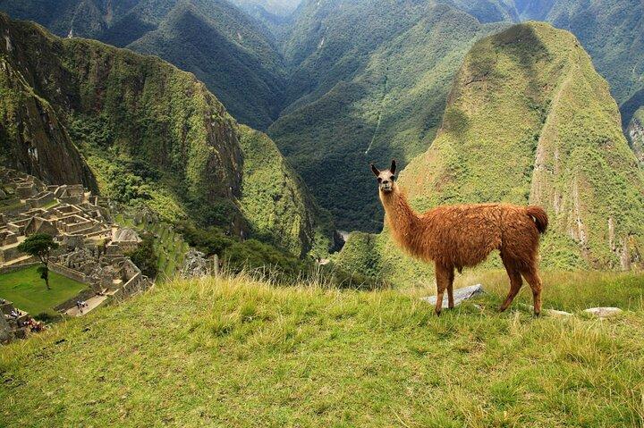 Visite privée d'une journée au Machu Picchu