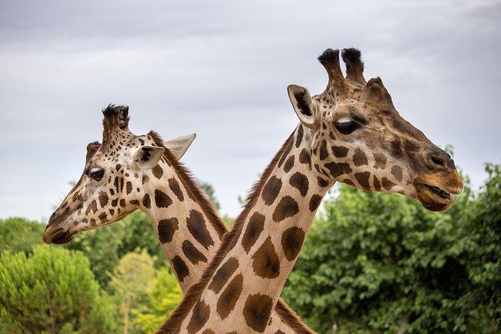 台北動物園とMaokong Gondolaツアー