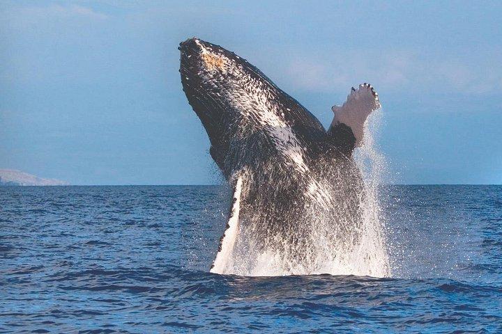 最大 6 名様までご参加いただける 2 時間のマアラエア ザトウクジラ ウォッチング クルーズ