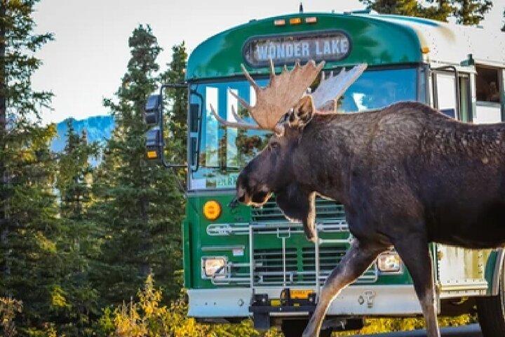 Ankarplats: Kenai Fjords & Denali National Park 5-dagars 4-nattstur
