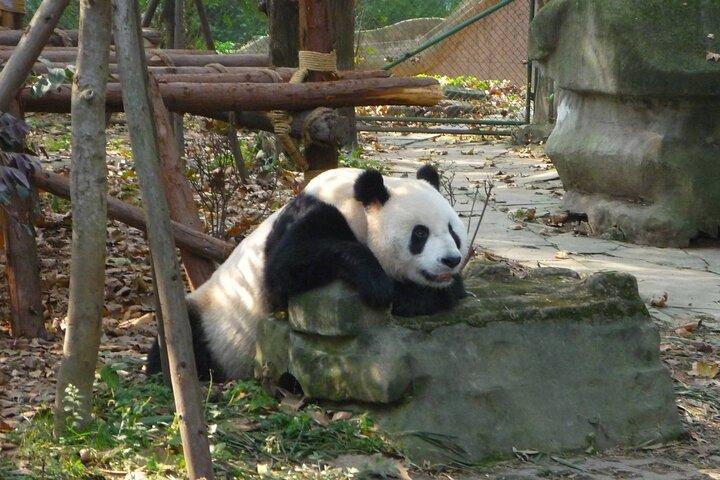 Tour privato di un giorno alla base e alla diga di Dujiangyan Panda da Chengdu