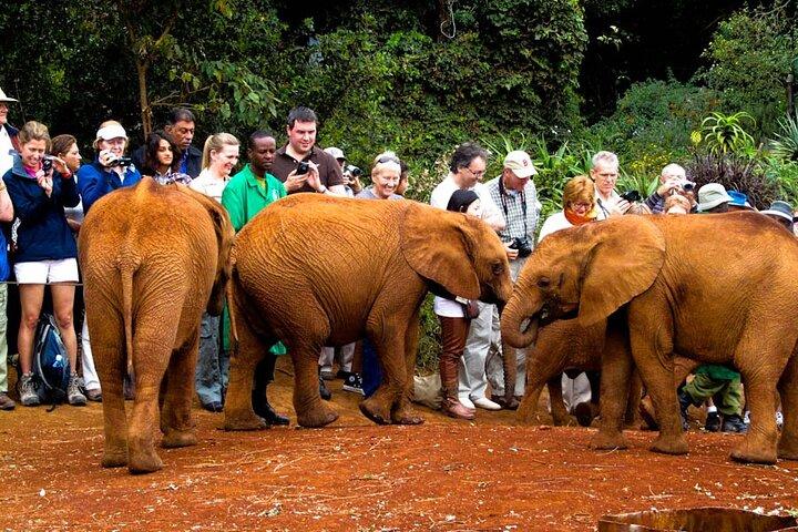 Visites et billets pour l'orphelinat des éléphants de Nairobi
