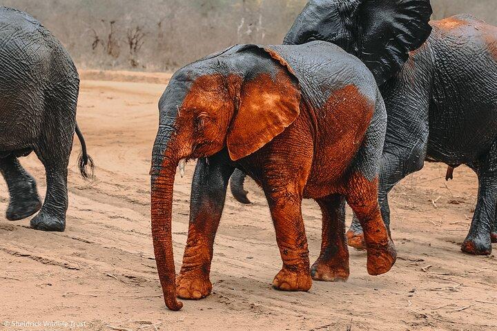 Visites et billets pour l'orphelinat des éléphants de Nairobi