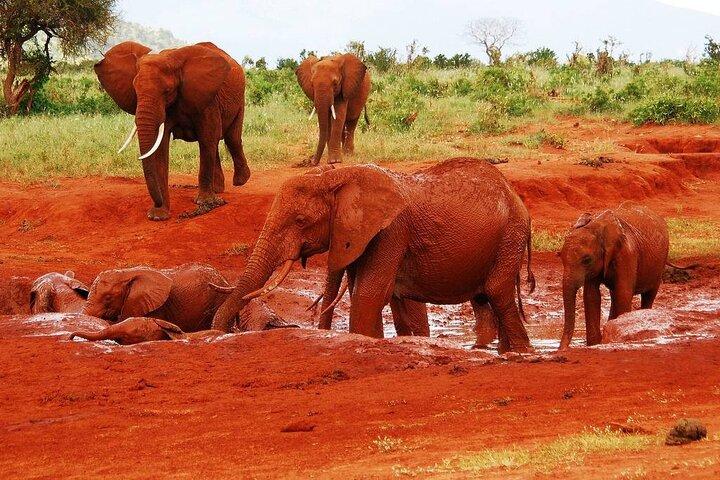Visites et billets pour l'orphelinat des éléphants de Nairobi