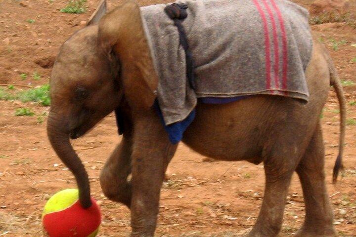 Visites et billets pour l'orphelinat des éléphants de Nairobi