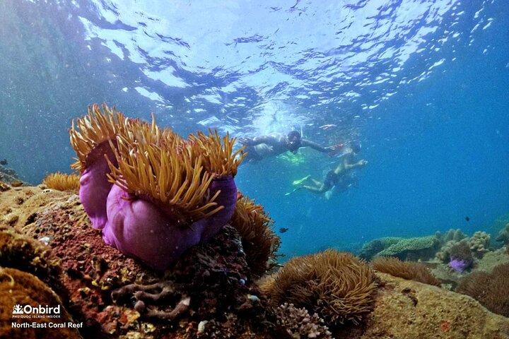 PRO-SNORKELEN om verborgen koraalriffen te verkennen (MAX. 10 PAX)