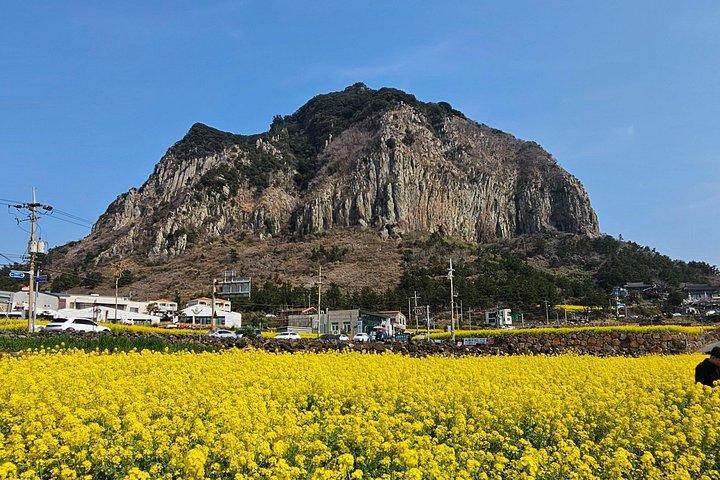 経験豊富なドライバーによる済州島南部と西部のプライベート ツアー