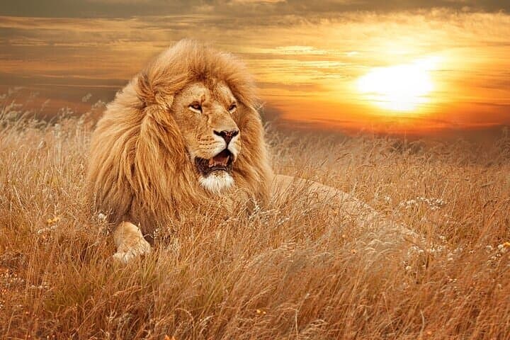 Private - Sunset Big Five Safari Tour in Cape town