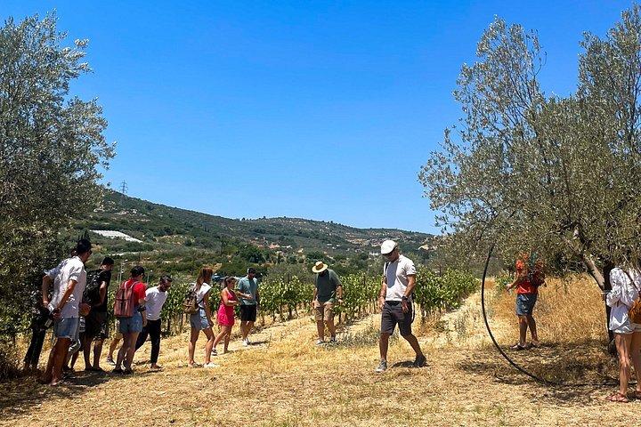Athens to Nemea Wine Experience Tour