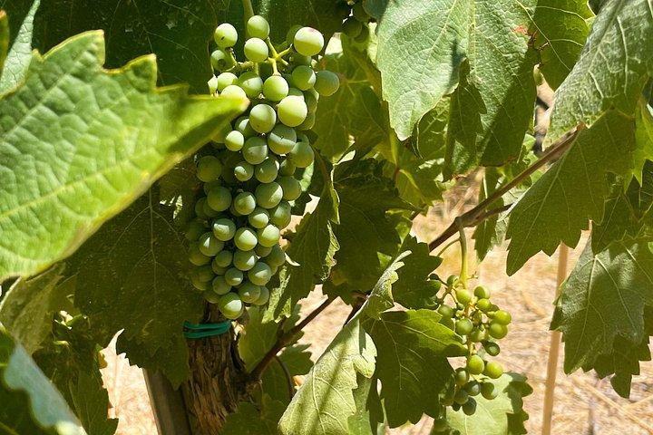 Athens to Nemea Wine Experience Tour