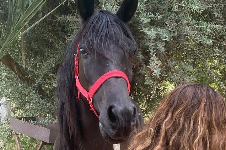 Traditional Egyptian Breakfast at the AlHabib Arabian Horse Farm