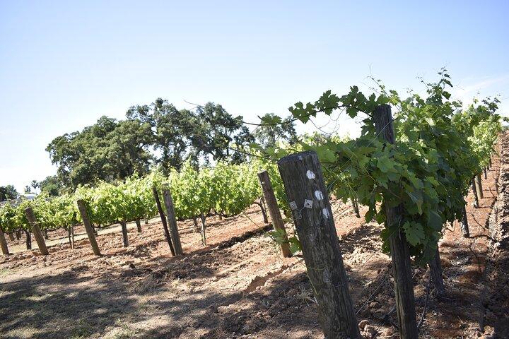 Lodi vinsmagningsture Tilpasset privat vintur