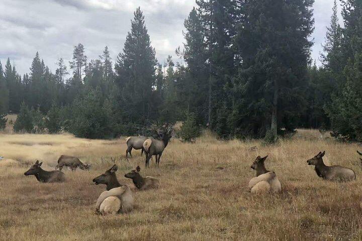 Yellowstone Grand Teton och Coeur d'Alene 5-dagarstur från Seattle