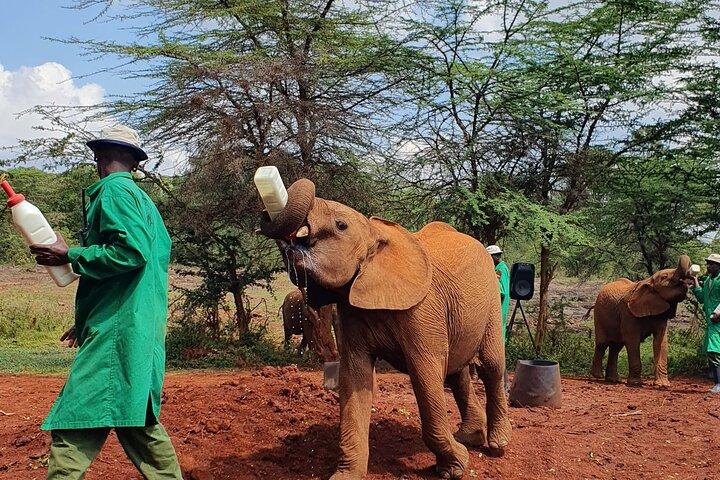 Nairobi City Tour & Kaffeesafari