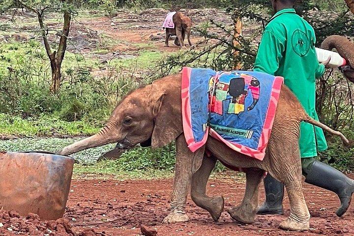 ナイロビ国立公園、ゾウ、キリン センターへの日帰りツアー