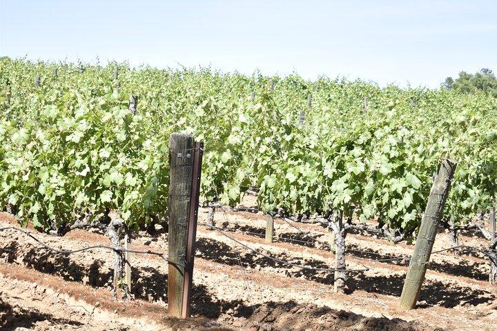 Lodi vinsmagningsture Tilpasset privat vintur