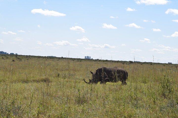 Tour van een halve dag in het nationale park Nairobi