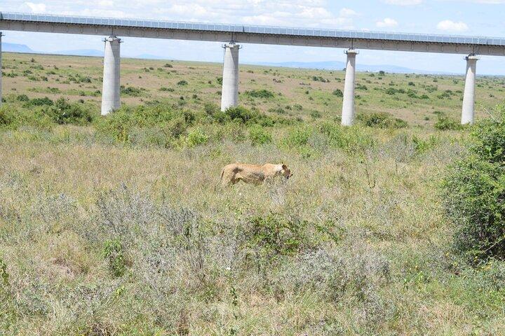Tour van een halve dag in het nationale park Nairobi