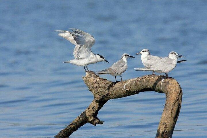 The birdwatchers quest:through the Swamp of Royal Treasure–Muturajawela Wetlands