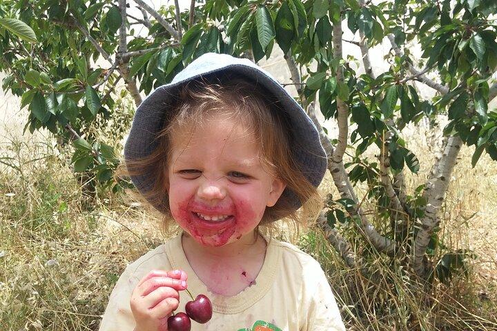 visite privée de shiloh et shomron