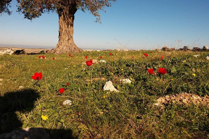 visite privée de shiloh et shomron